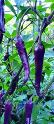 cayenne purple1